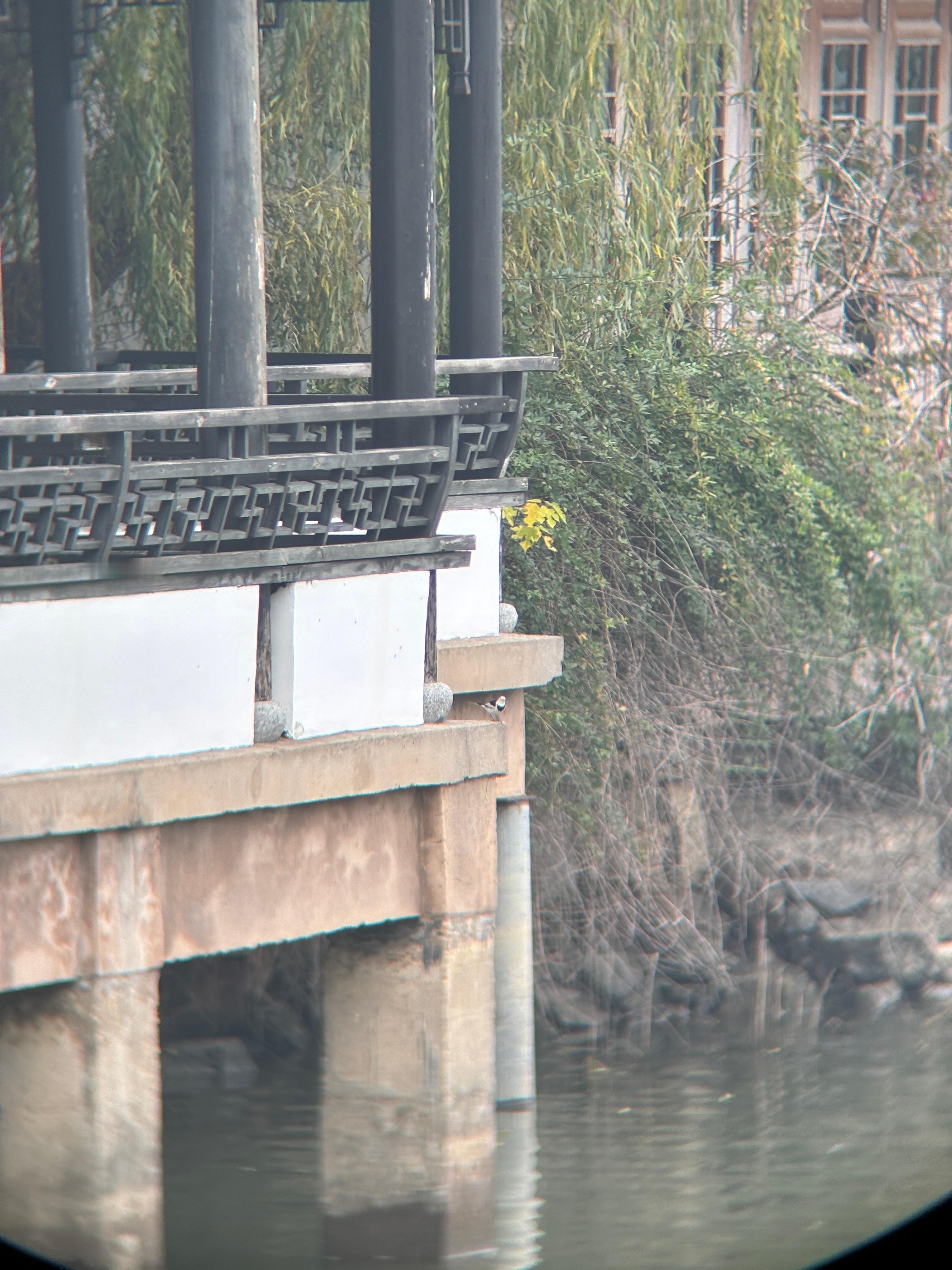 白鹡鸰 小䴙䴘 凤头䴙䴘 大山雀 