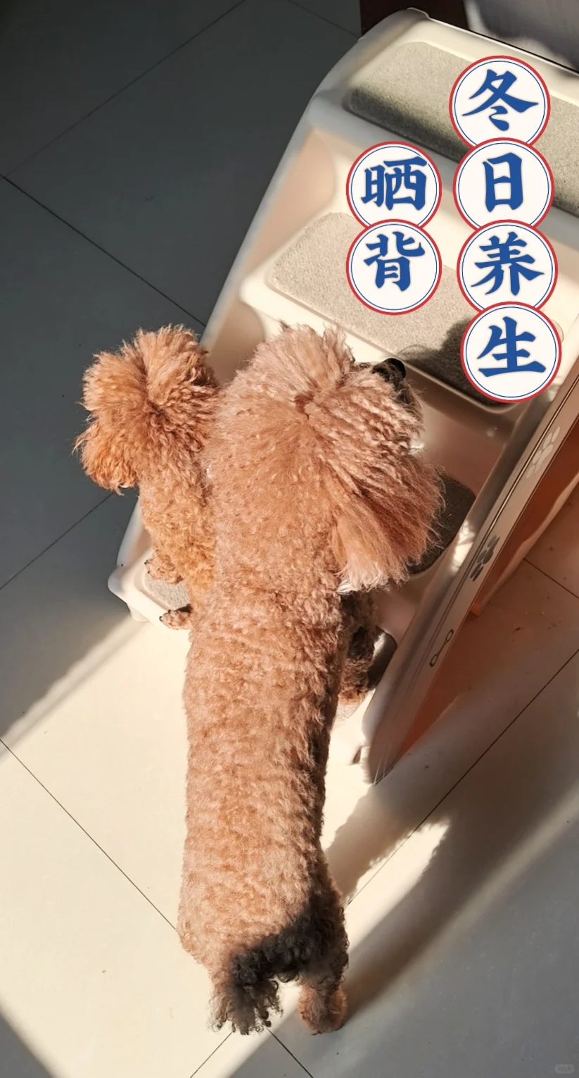 养生小狗早起养生晒背10分钟