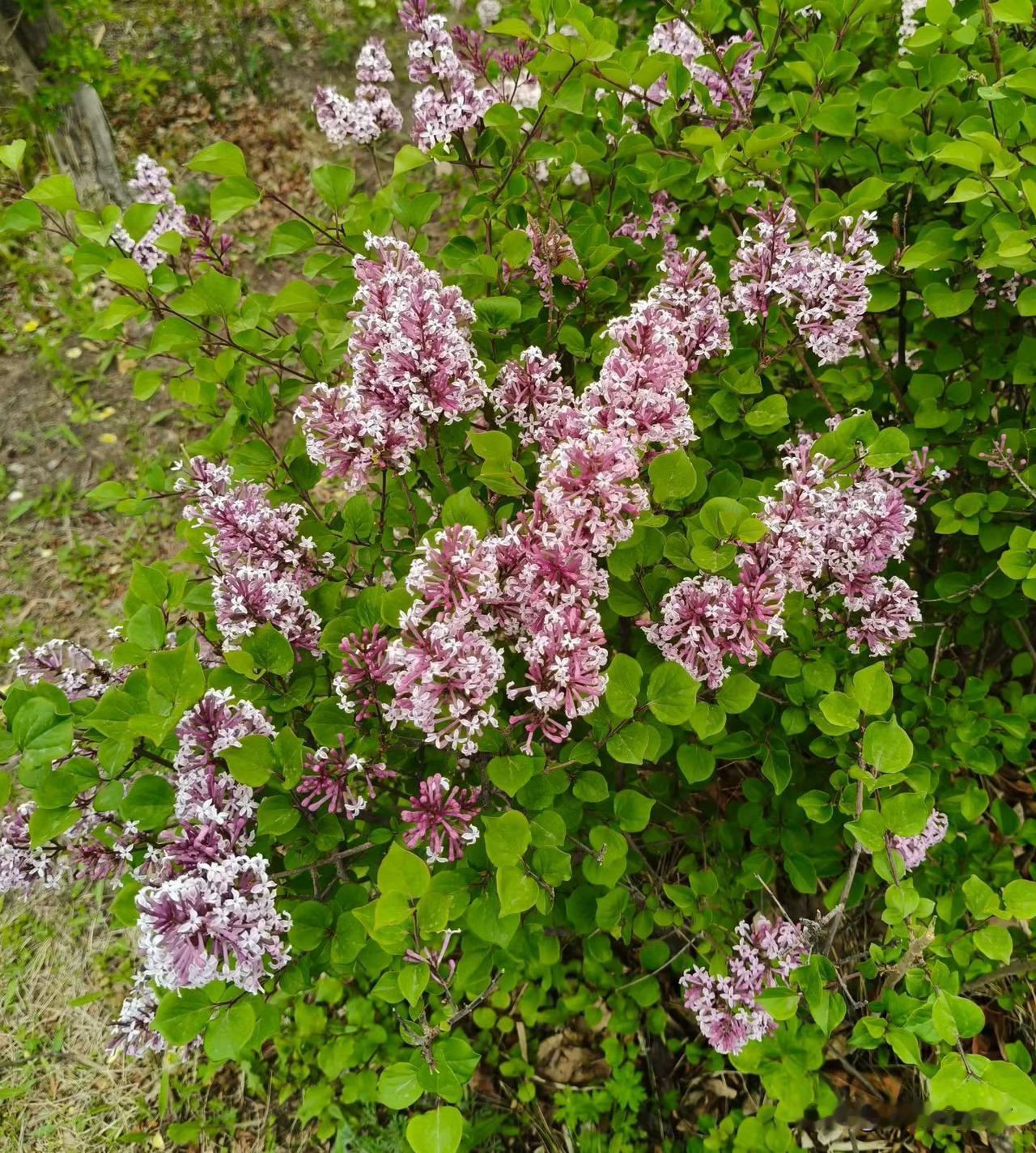 河边野花🌼