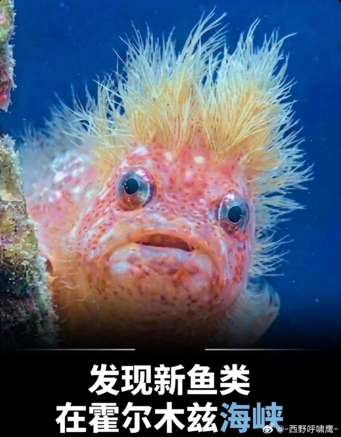 这个鱼我知道，叫玛嘎鱼