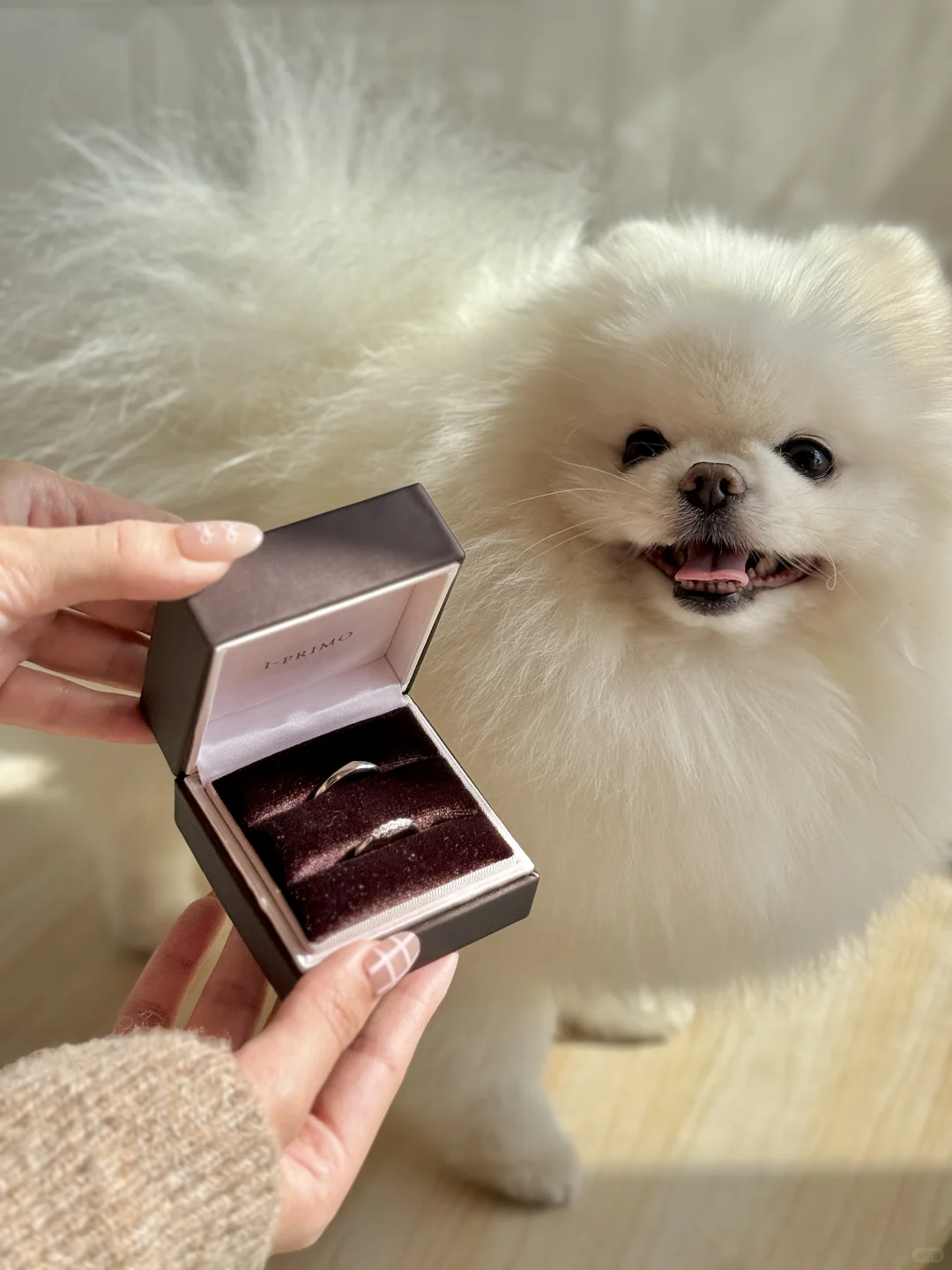 “狗狗我呀，同意这门婚事啦！”