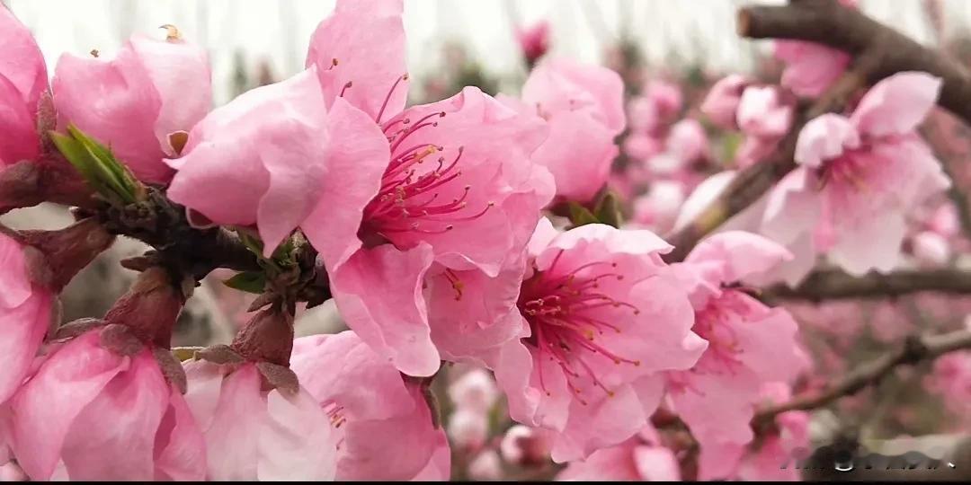 每日幸运签桃花开满枝头