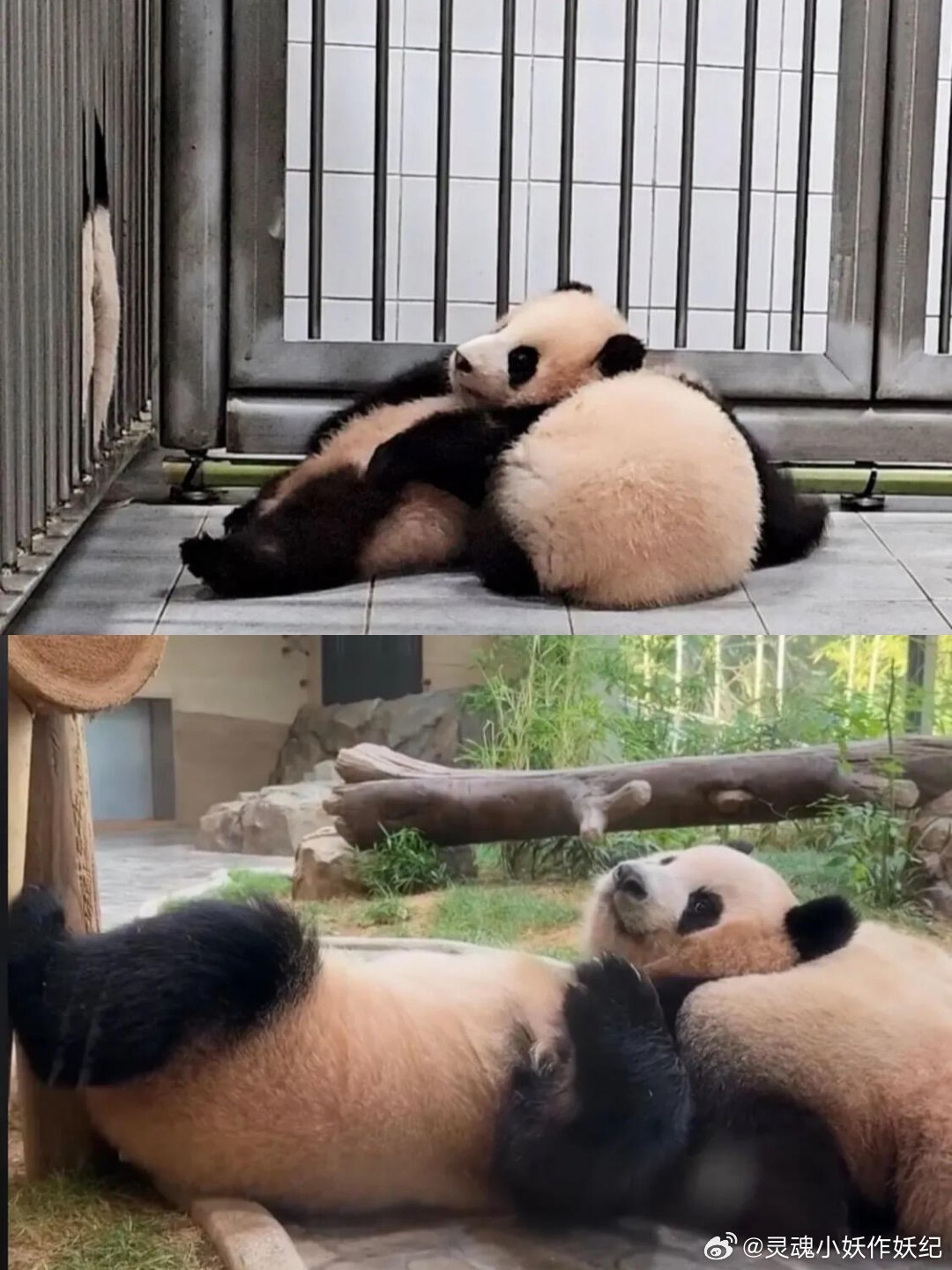 睿宝辉宝等比例长大了 