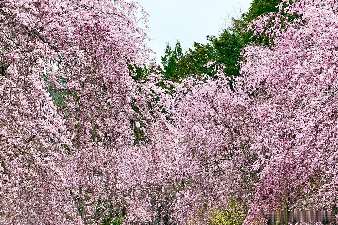 樱花和黄金，春季的美秀美术馆滋贺县美秀美术馆的春季以樱花繁盛著称，贝聿铭打造的馆