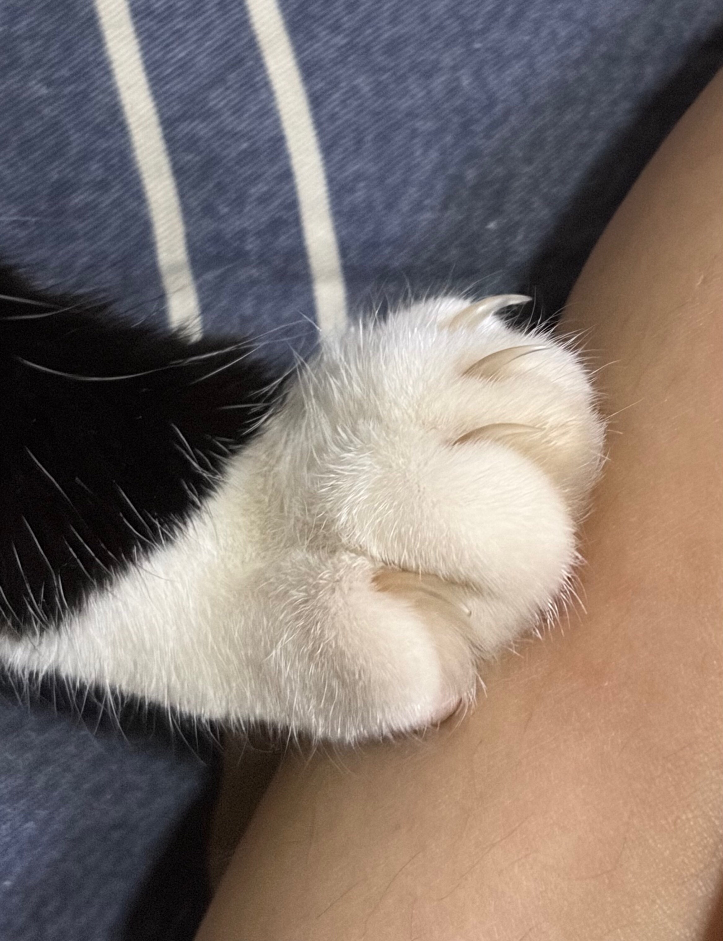 其实我真超善良daily奶牛猫 （投稿：） 