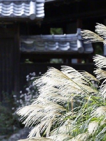 风大时，要表现逆的风骨；风小时，要表现顺的悠然。——刘墉《逆风与顺风》