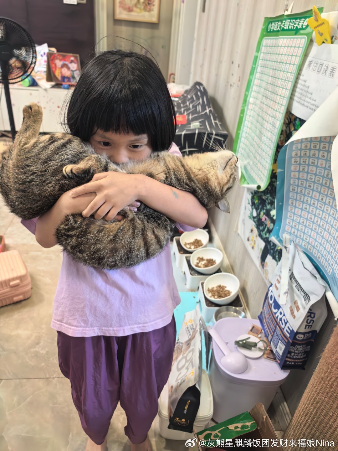 吸猫恢复能量妮娜一家饭团团日常来福是只小狸花