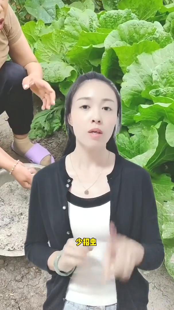 白菜卷心快不脱邦的小技巧。
过了秋分大白菜开始卷心，今天教你2招让白菜卷心快不脱