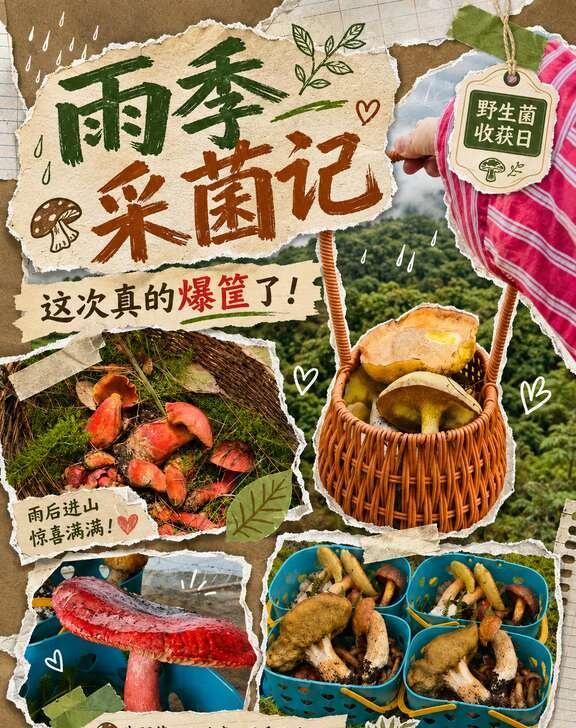 采菌选哪家？带你采天花板级别的菌才靠谱
采到的可食用野生菌，直接加工炒制，当天就