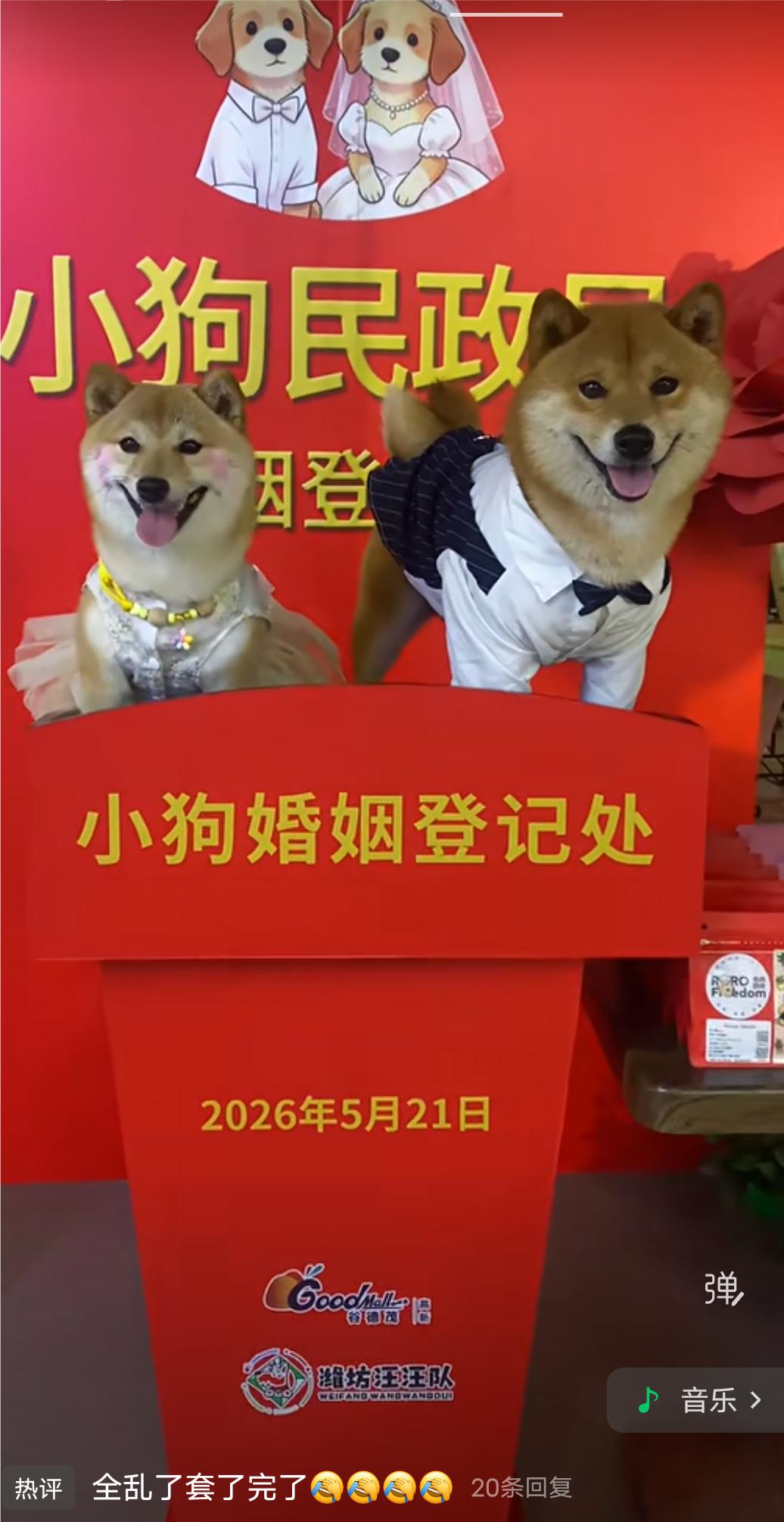 你说这个世界怎么了？
现在的年轻人都不结婚了，好多年轻人却忙着给宠物举办婚礼，还