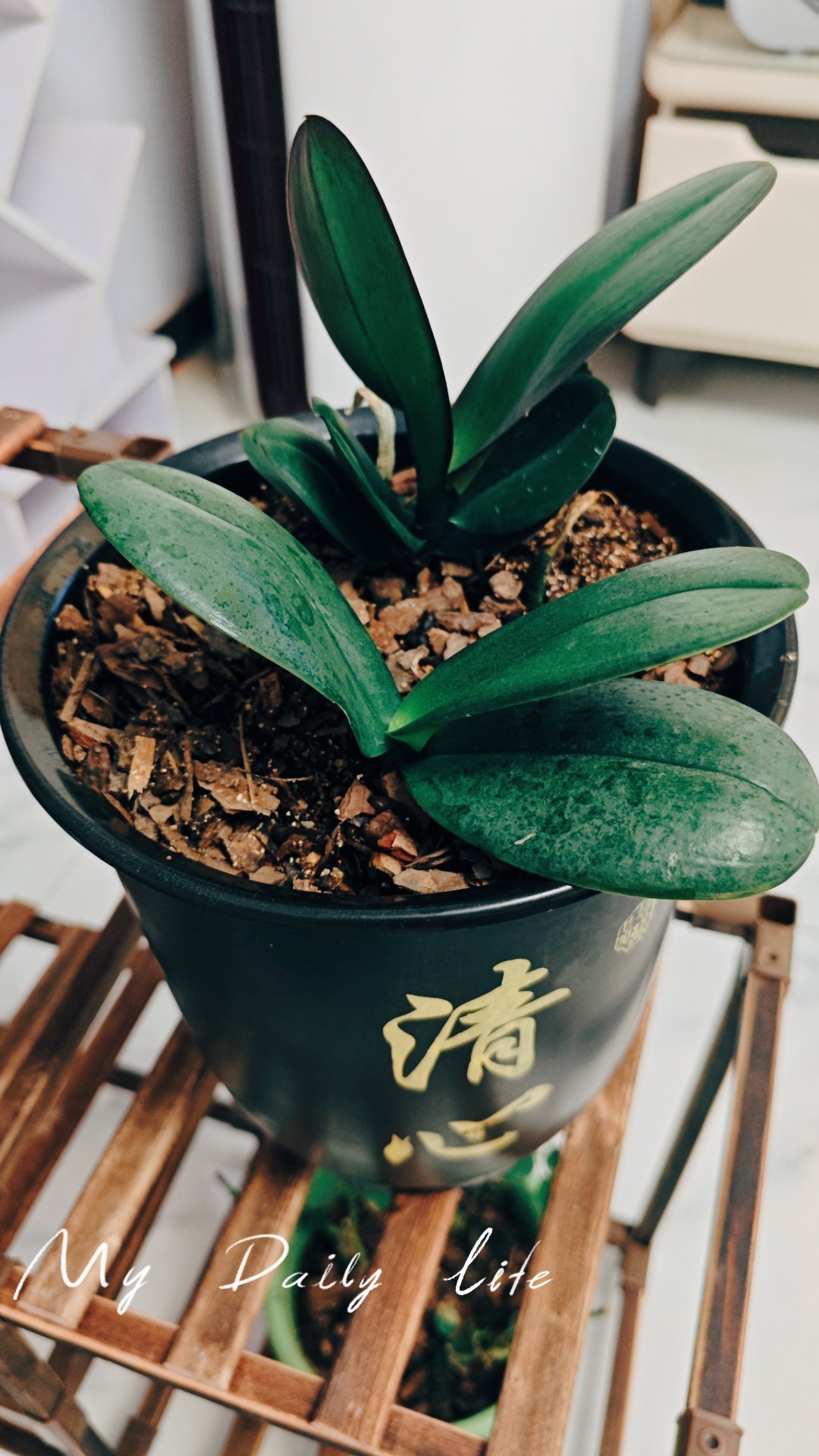 给你们看看我的蝴蝶兰。🦋🌿随手拍 ​​​