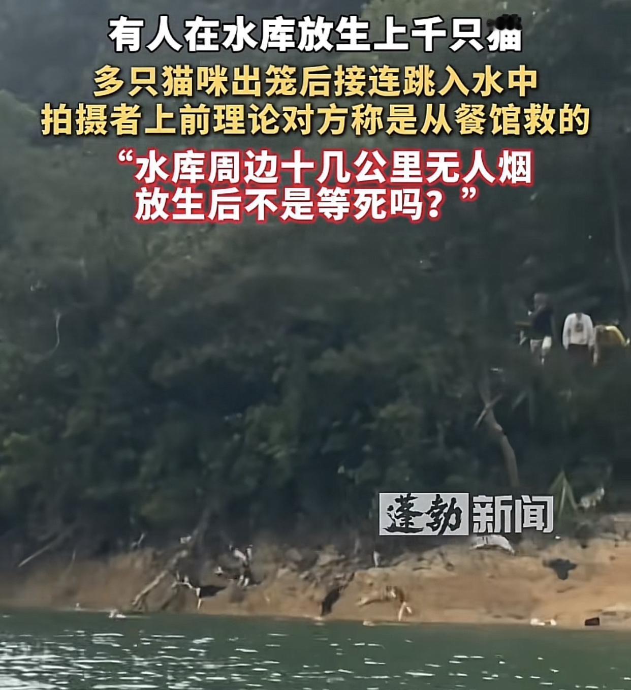 nue猫者绞尽脑汁，不如爱猫者灵机一动。11月1日下午，在广东省清远市清城区的迎