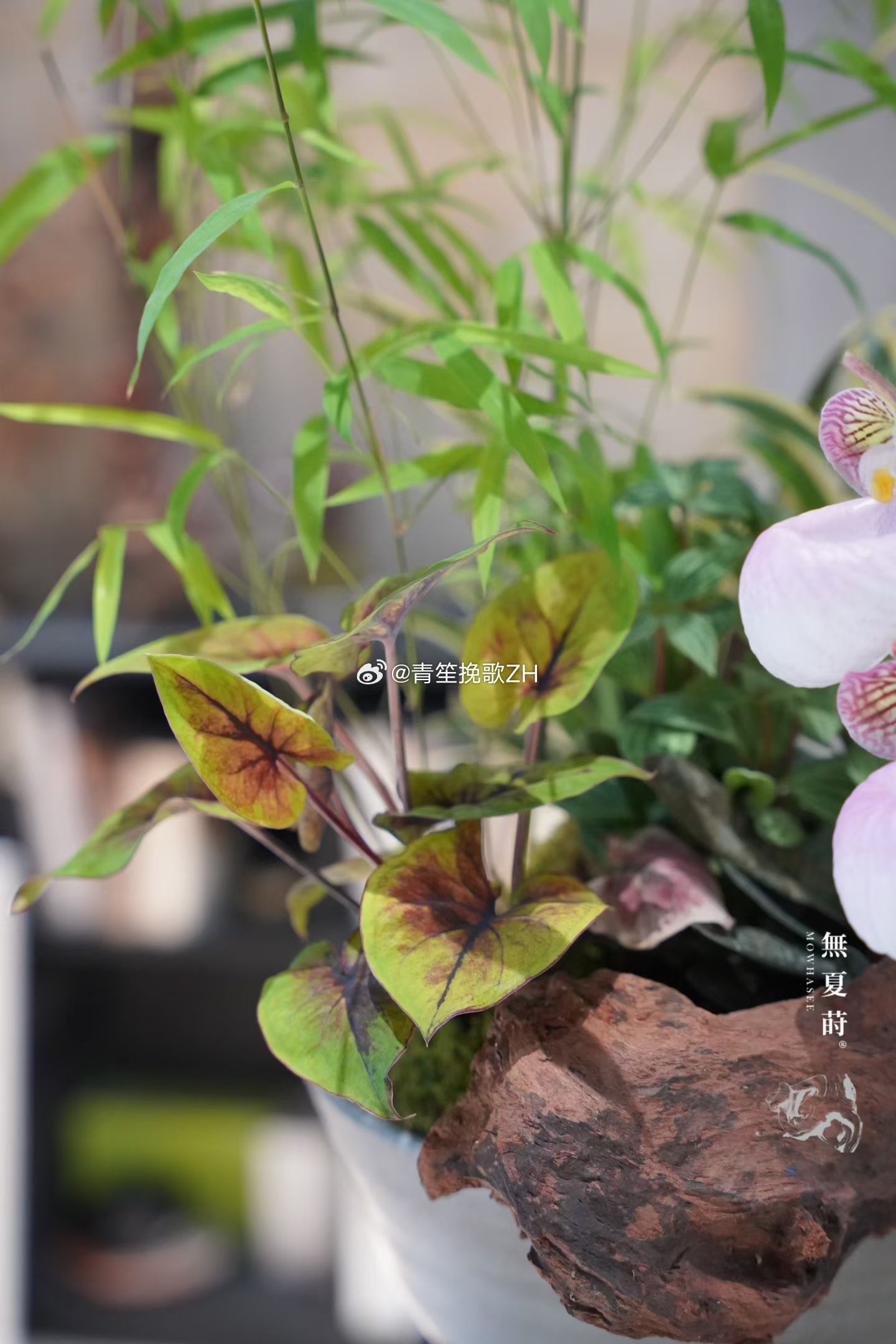 随手拍把春天种在桌面上🍃于無夏之镜莳养观息门竹立骨，兜兰点韵，金边百合竹添一抹