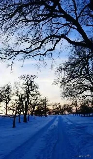 雪落林间树，寒意透心骨。人生路上，每一人都是生命的践行者，都是生命的修行人