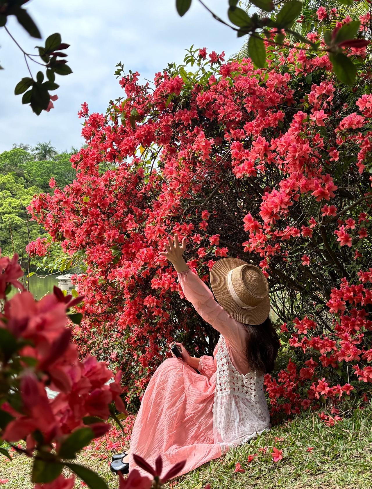 华南植物园杜鹃花已上线🌸3.5实拍live
📍广州 中国科学院华南植物园
华