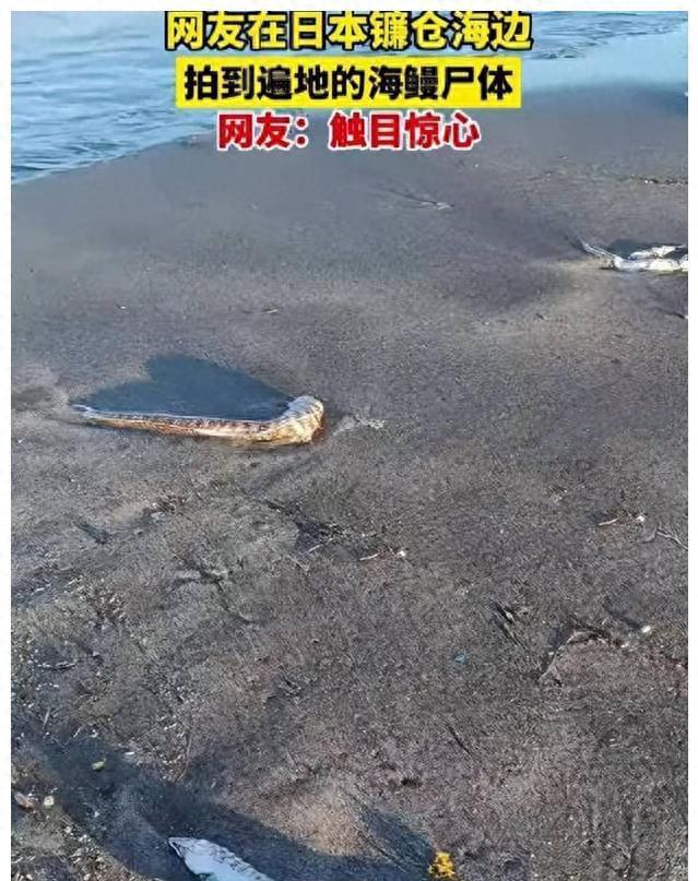 核污水引发？日本惊现密密麻麻沙丁鱼尸！当地渔民：30年来头一次
日本最近发生了沙