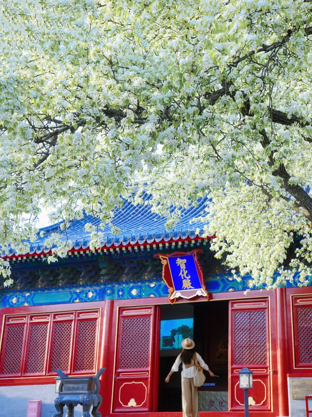 Live🍃580年古寺下的神级梨花瀑！免预约攻略