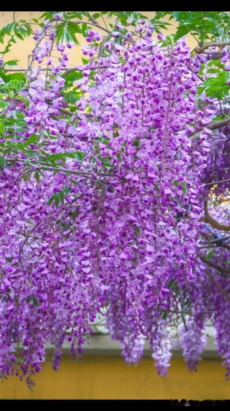 紫藤花
一生缠络意难平，
万缕凝芳竞紫英。
蜂蝶翩跹游人醉，
情根落处自春风。