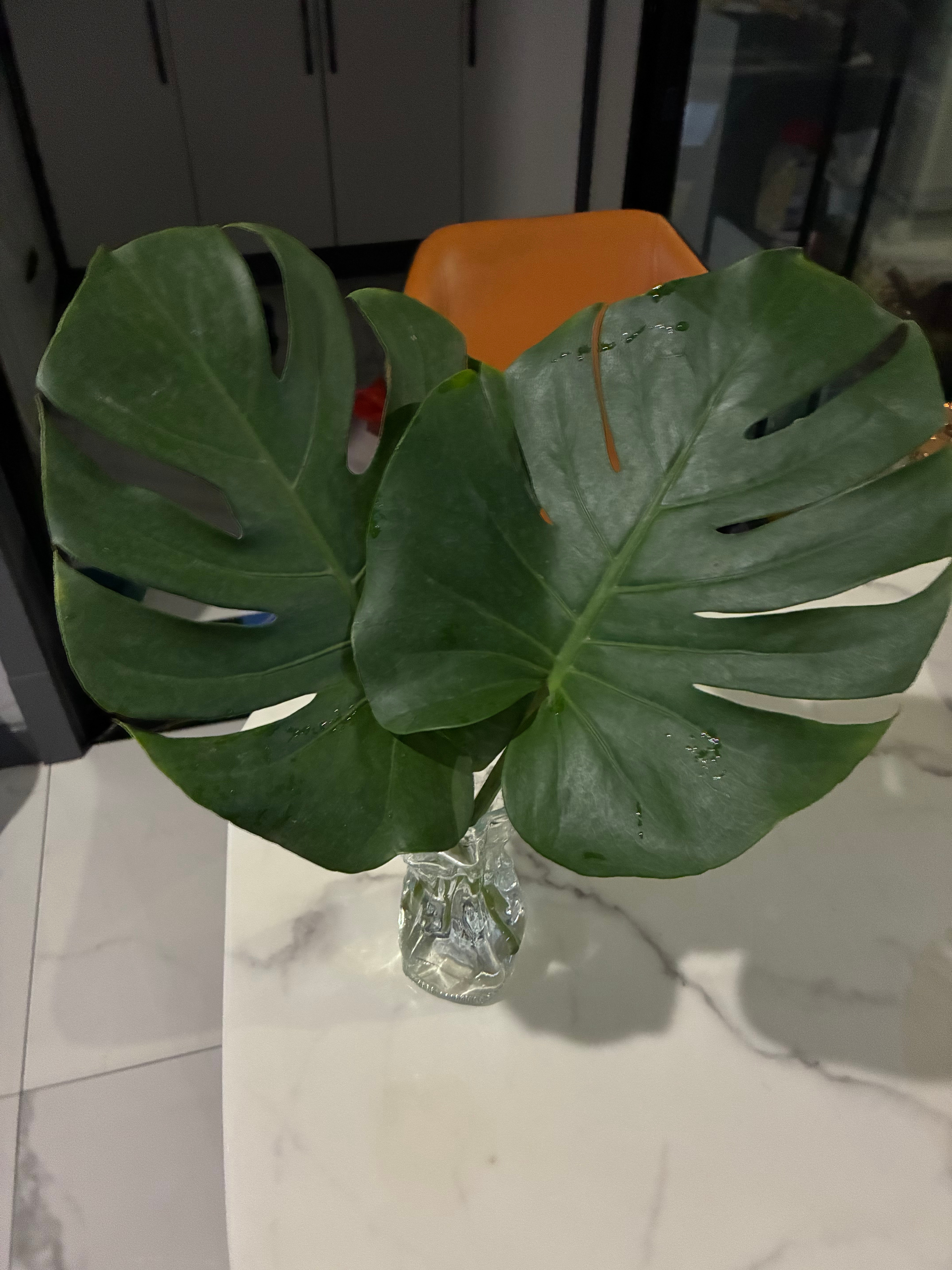 给  生活 添点  绿色，， 