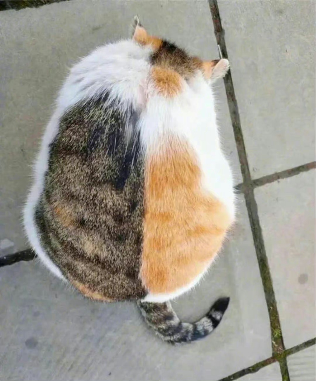 以为是两只猫…… ​​​