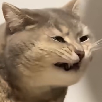 小猫被自己的脚臭到震惊 咪：我嘟天！！！臭薯寄几！ 