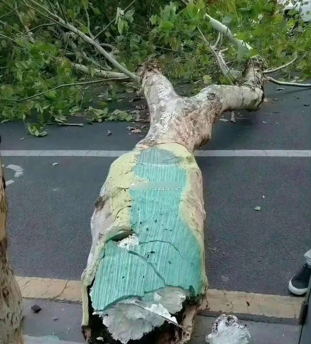 竟然还有泡沫树，关键那上面还长着绿叶，也不知道这玩意是怎么长出来的？ 