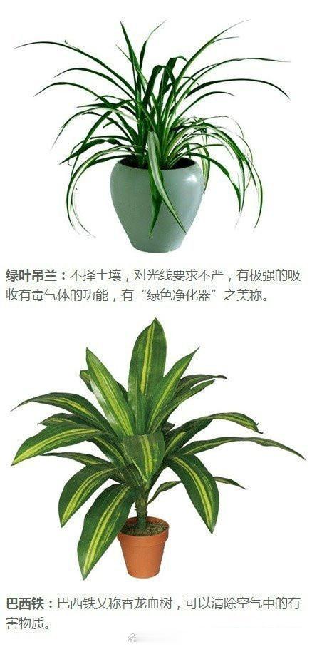 9种最好的吸毒植物！摆家里最好不过啦~让全家人的健康都受益~ ​ ​​​​[go