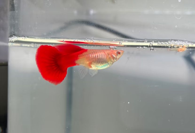 每天下班回家，往鱼缸前一站，所有疲惫都被治愈了。十几条孔雀鱼披着彩虹般的鳞片，在