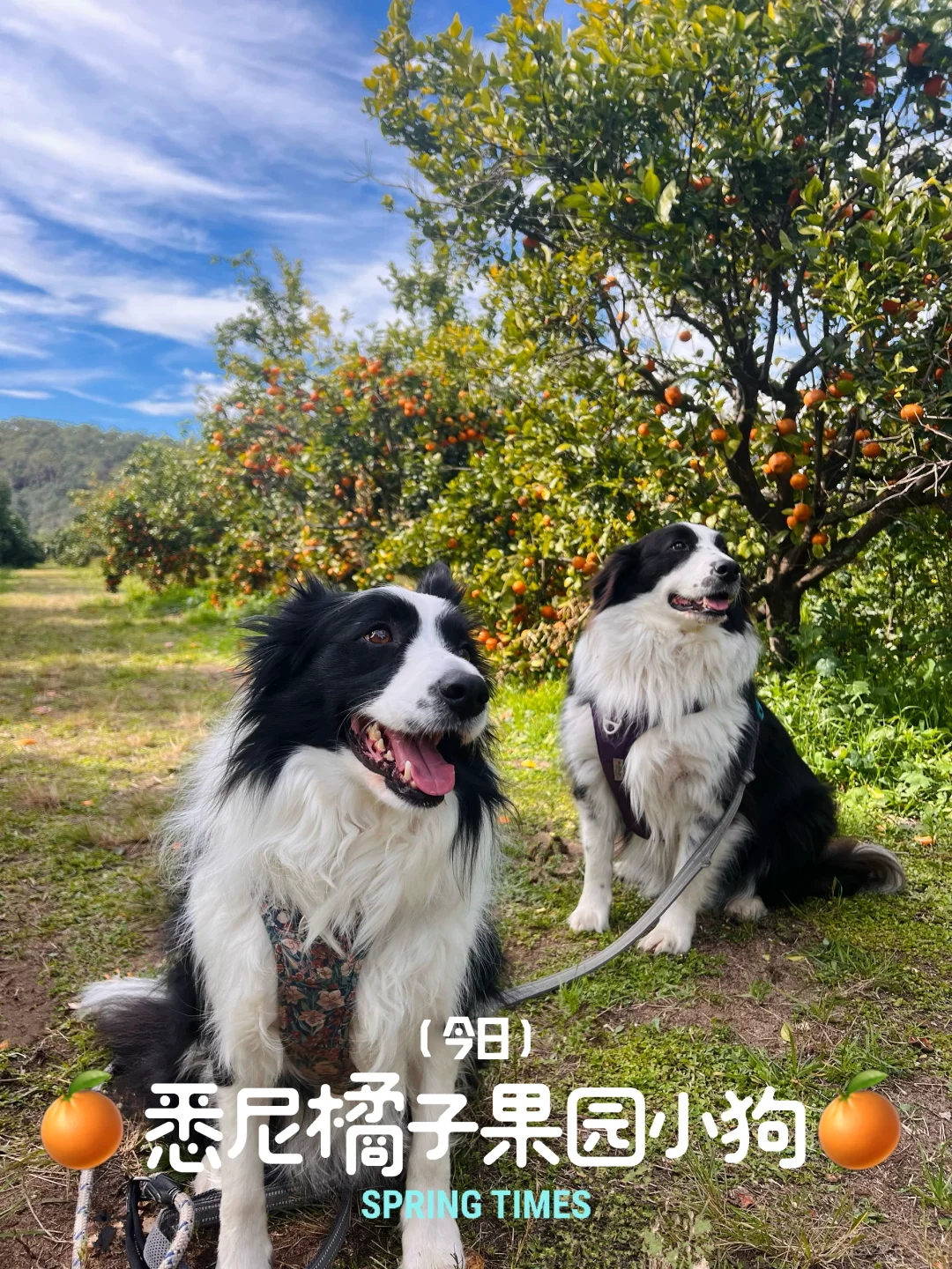 周末带俩只小狗狗去摘橘子🍊🍊