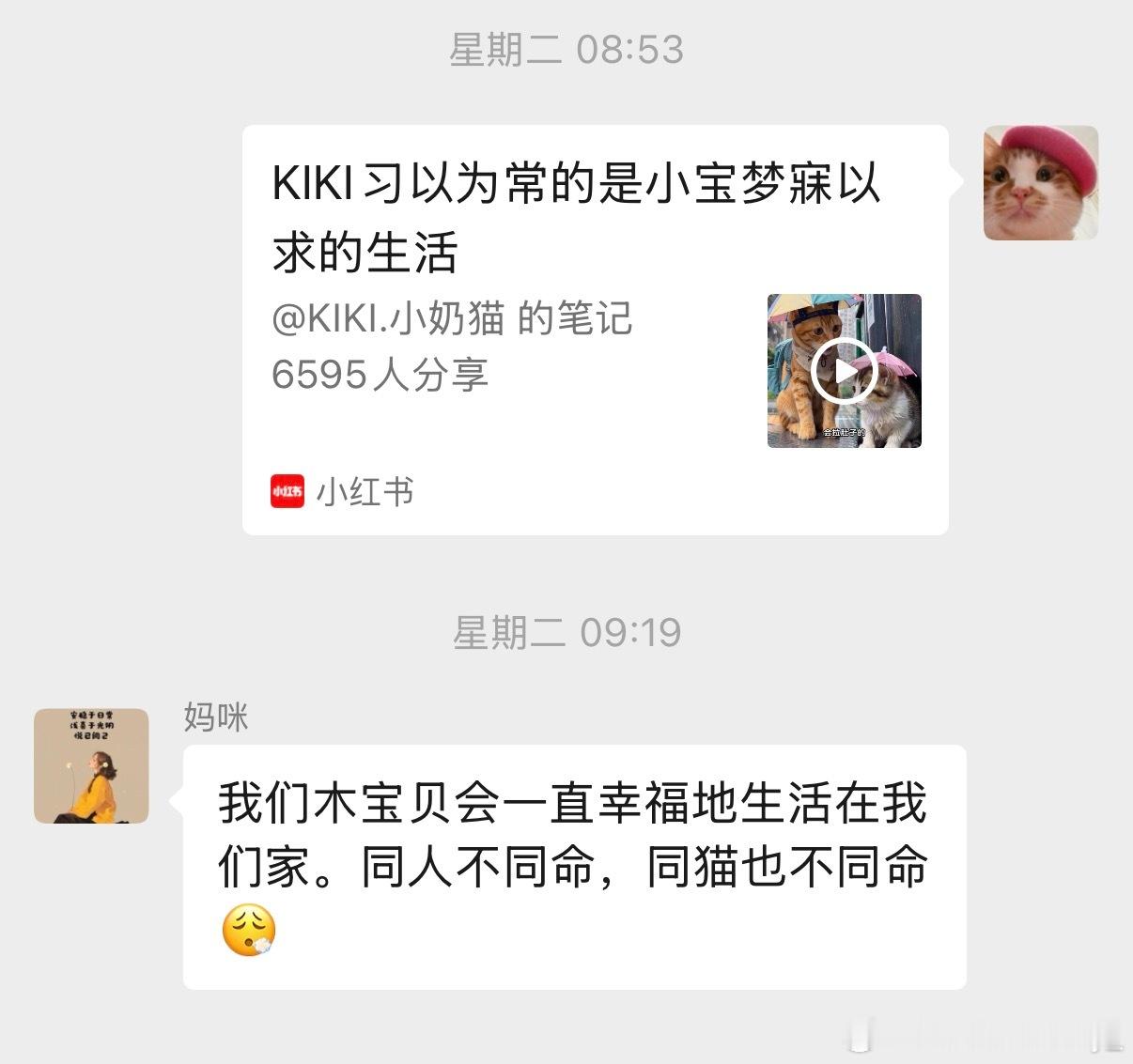 世界上最羡慕我的小猫咪 