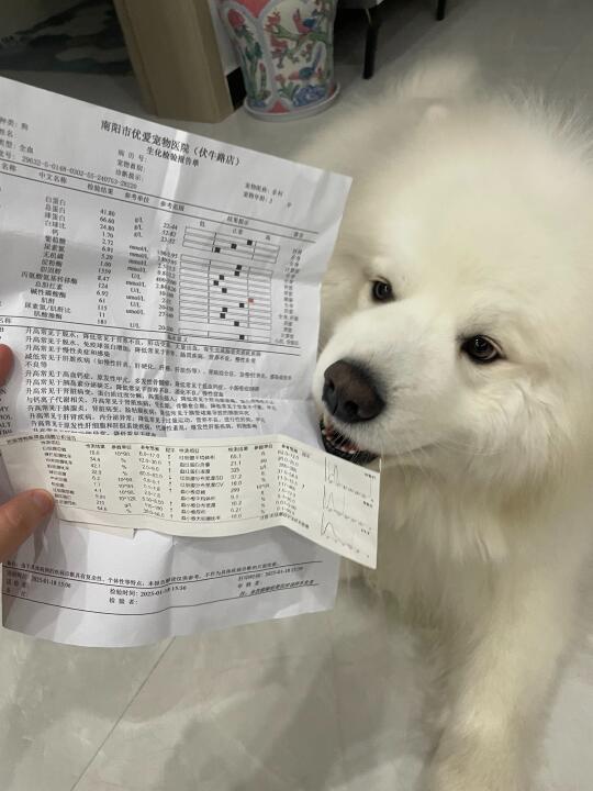 Dolly年度体检总结🙋‍♀关节问题早点重视起