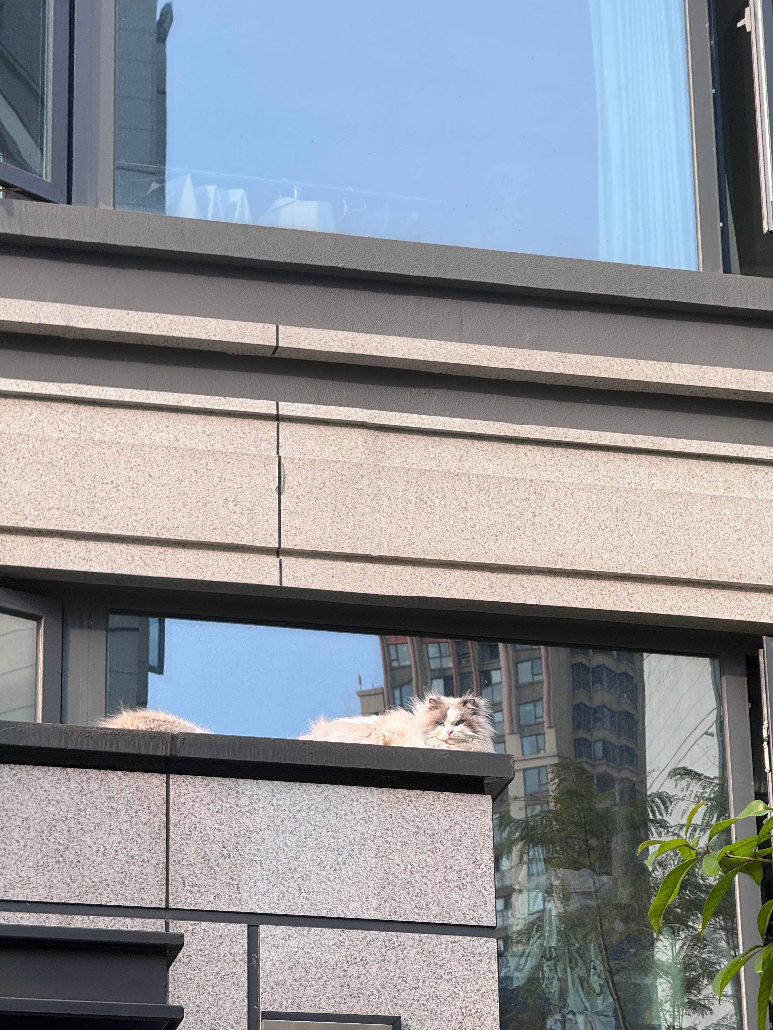 邻居家的小猫猫又跑出来遛弯啦太乖了我的日常plog 成都