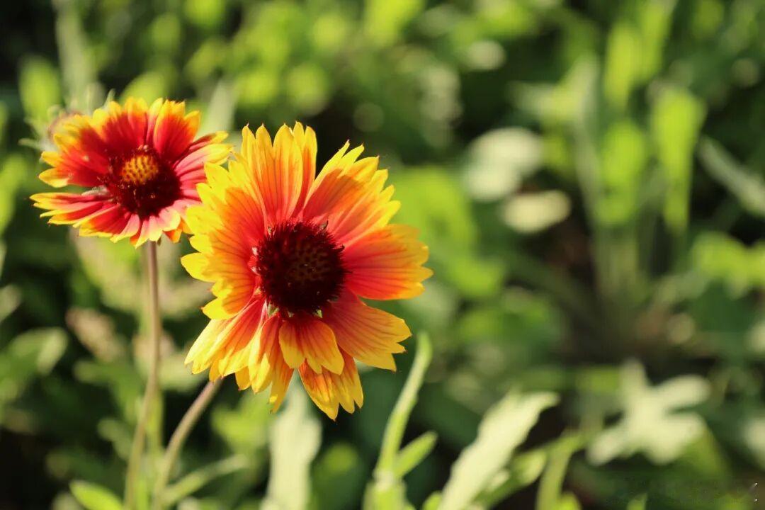 一片天人菊，藏尽夏日温柔～ 