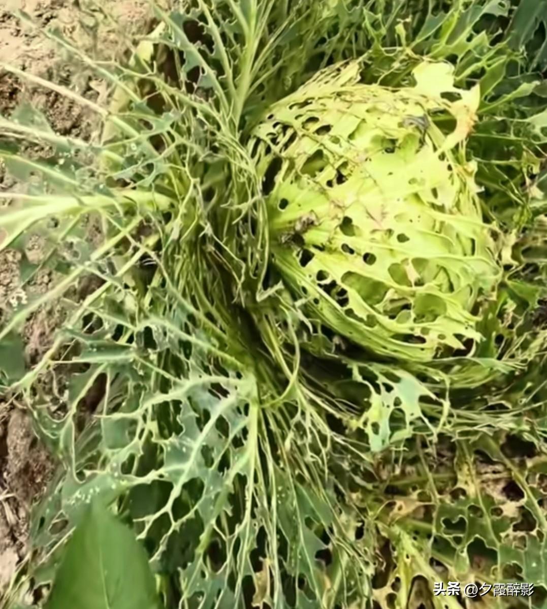 看看这是我不打农药种的有机“花”菜。
前段时间回乡下住心满满的种了些包包菜，准备
