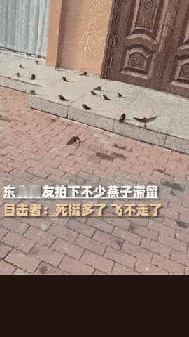 黑龙江五常这事儿，看着真让人心揪！天儿都冷透了，女子家门口却聚了一堆燕子，哪怕冻
