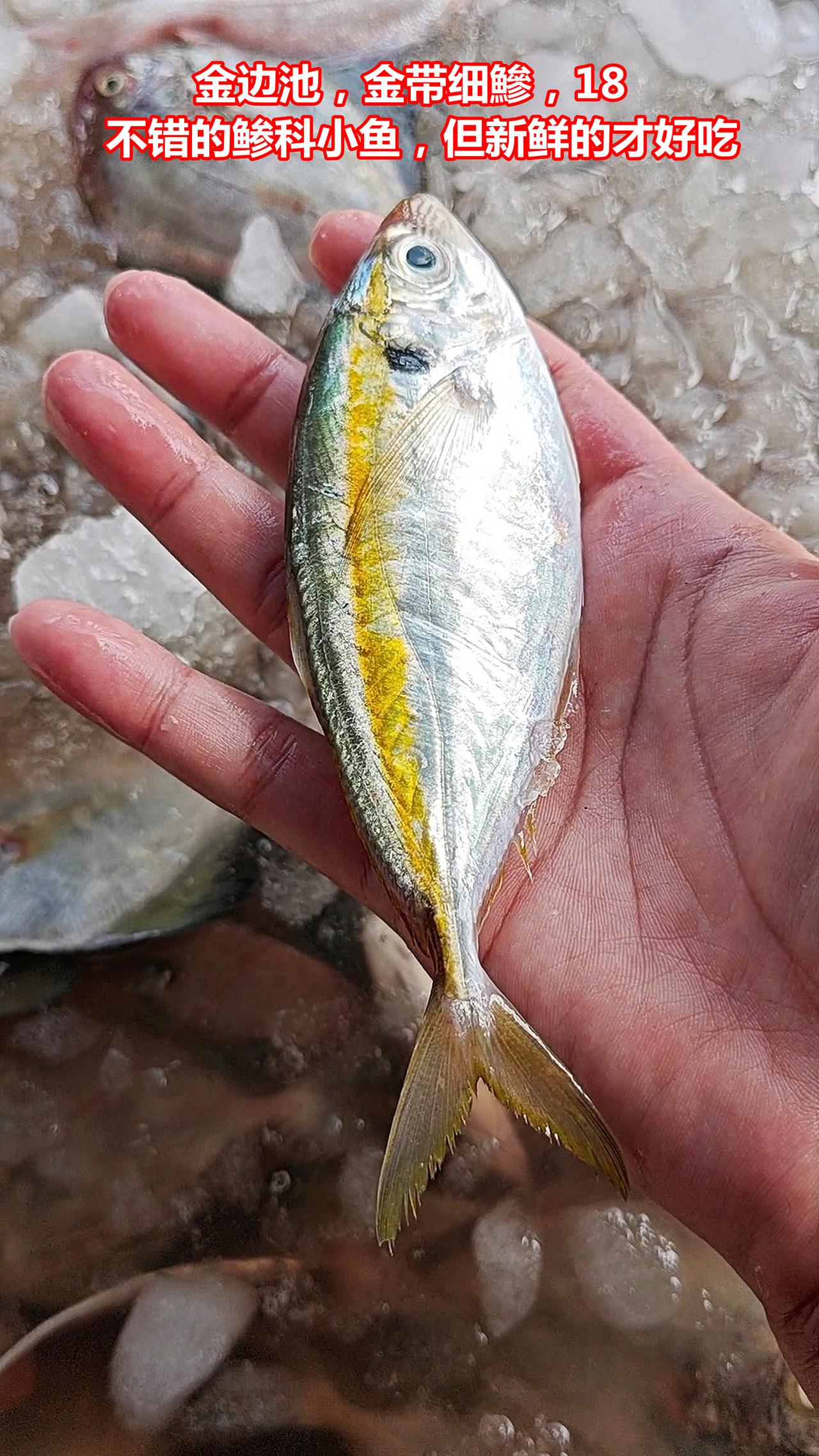 市场认鱼：珠海拖网船6种鲹科，喜欢哪种？

01.金边池，金带细鰺，18。不错的