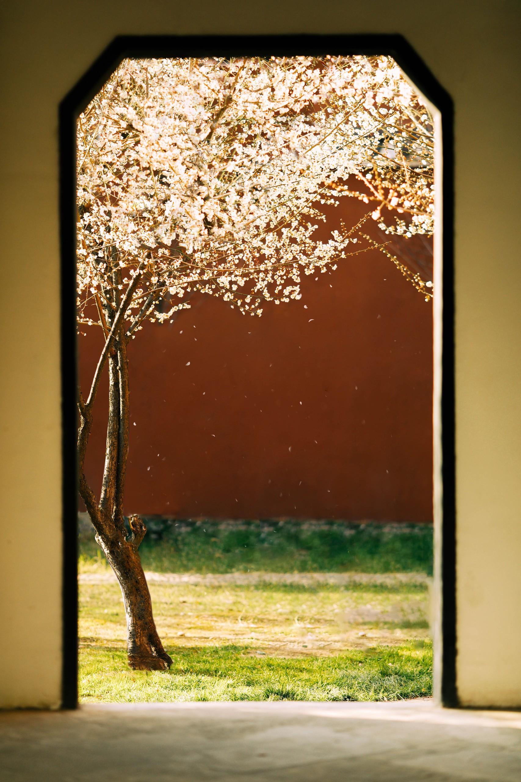 “满园春色关不住”。🌸身为一名摄影师，我总是在寻找那些能触动心灵的画...