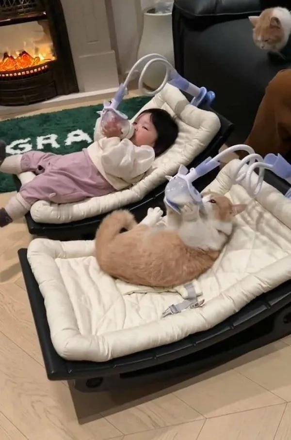 狸猫换太子