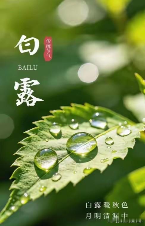 明日白露季节了，
白露天气转凉了，
老话常说：喝了白露水，蚊子闭了嘴。也有民间衍