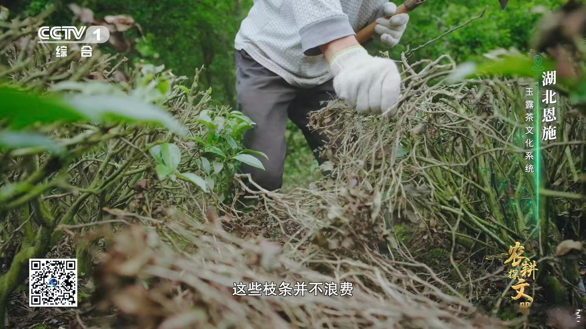 茶树做发型看得好解压 茶树的 Tony 竟是茶农！每隔三五年就给茶树做次深修，仔