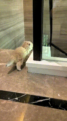 恁快瞅瞅这小猫咪，憨得真是没治了！楼梯边上有个长条缝儿，它非觉得能滑下去，仗着自