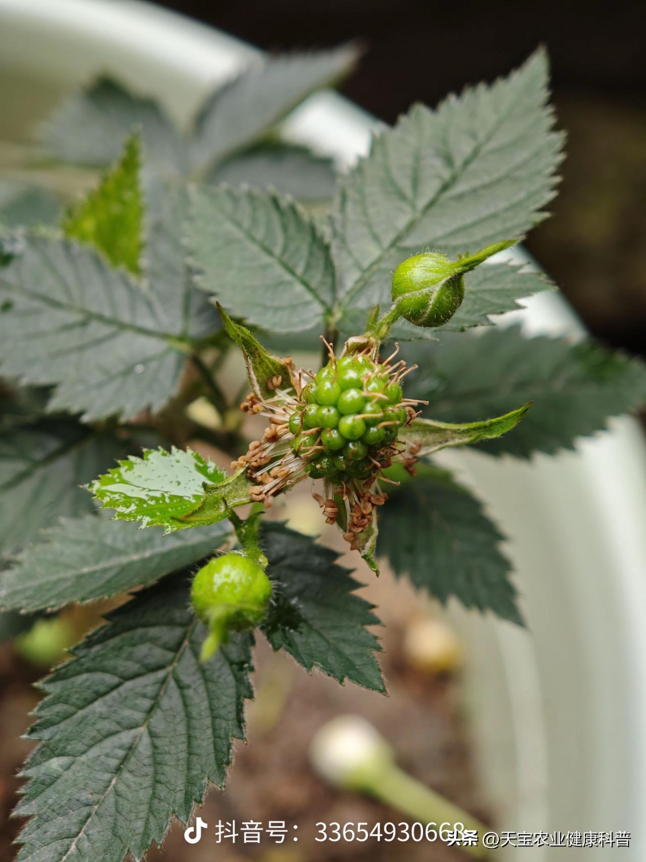 新移栽苗木成活的核心，不在于大水大肥，而在于快速萌发新根、建立水肥吸收体系。苗木