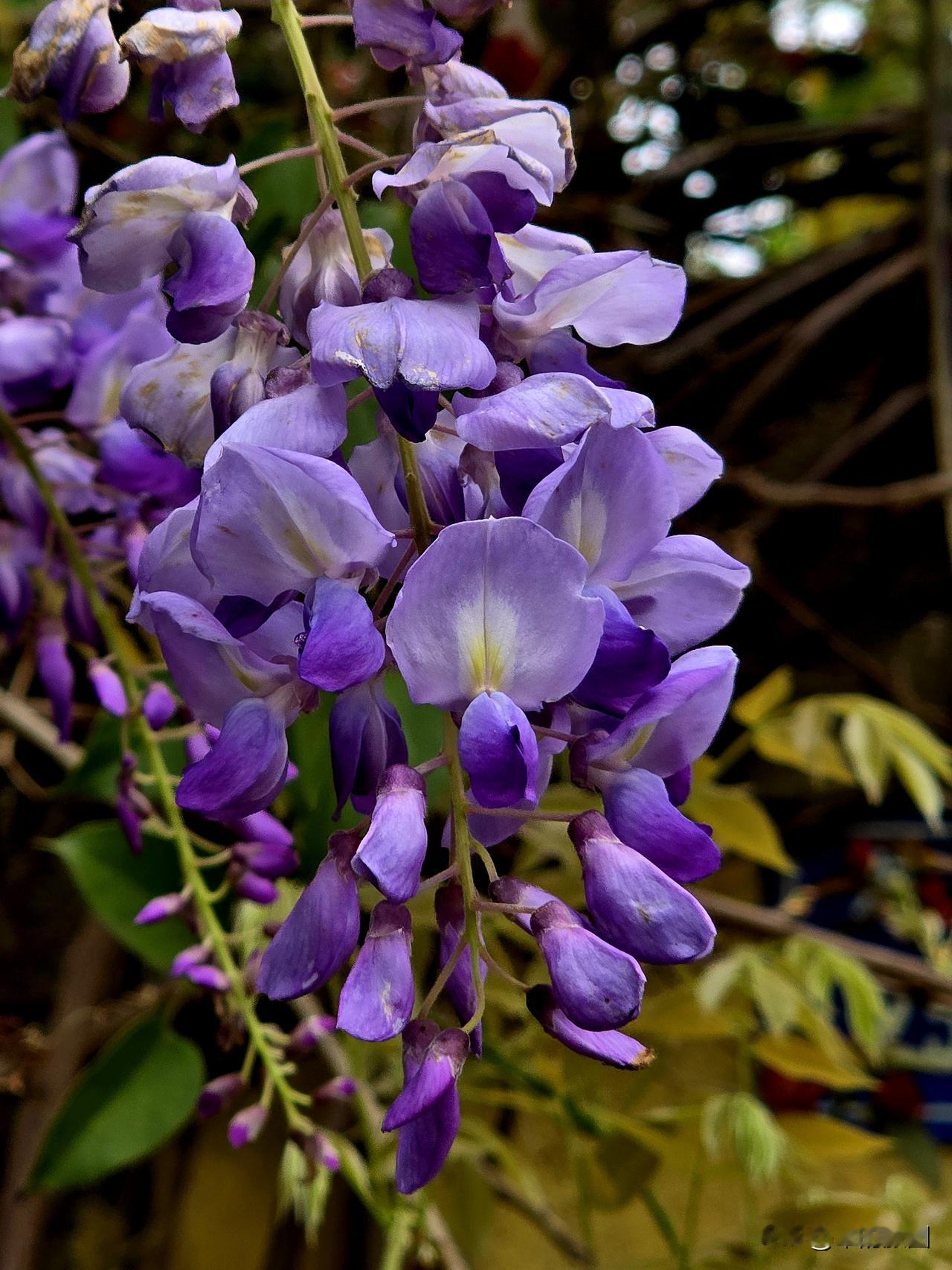 紫藤，是藏在唐诗里的温柔景致，亦是初夏枝头最动人的缱绻诗意。唐代诗人李白五言绝句