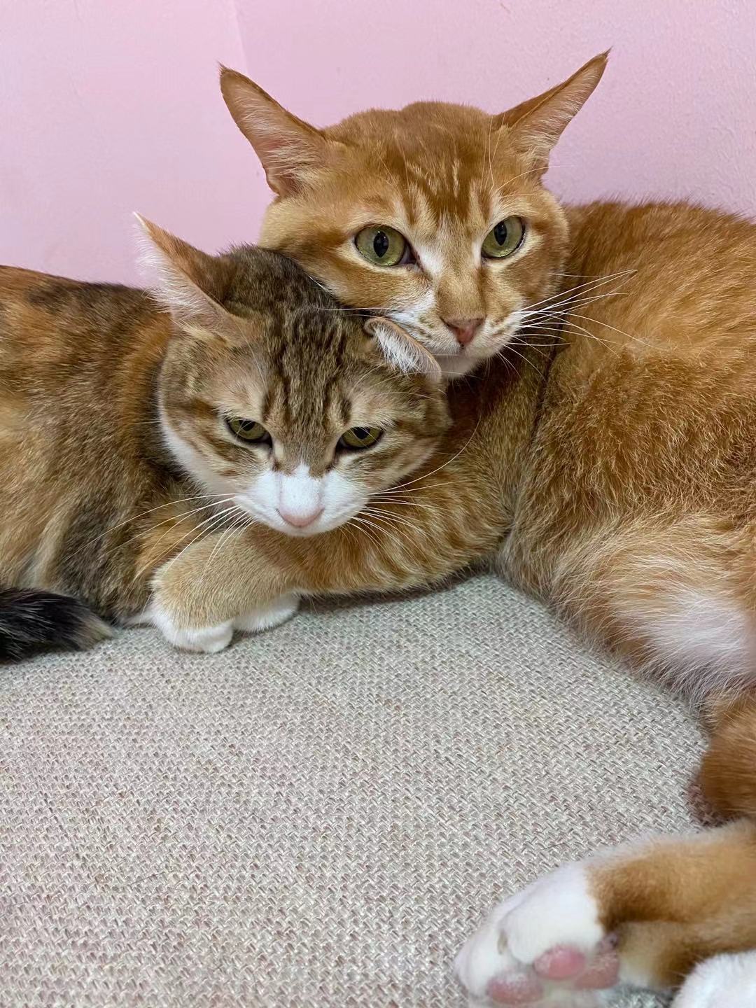 养公猫和养母猫的区别我有发言权，母猫更美，公猫更憨，母猫更好养，公猫十分顾家又操