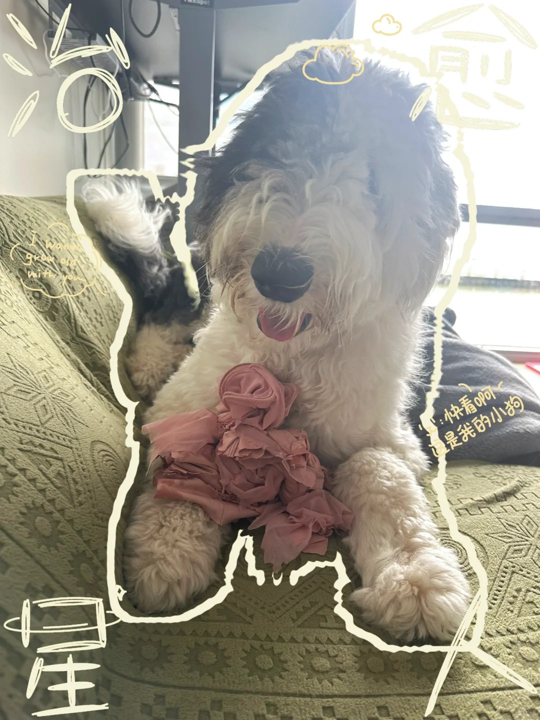 狗狗自制玩具翻车了……