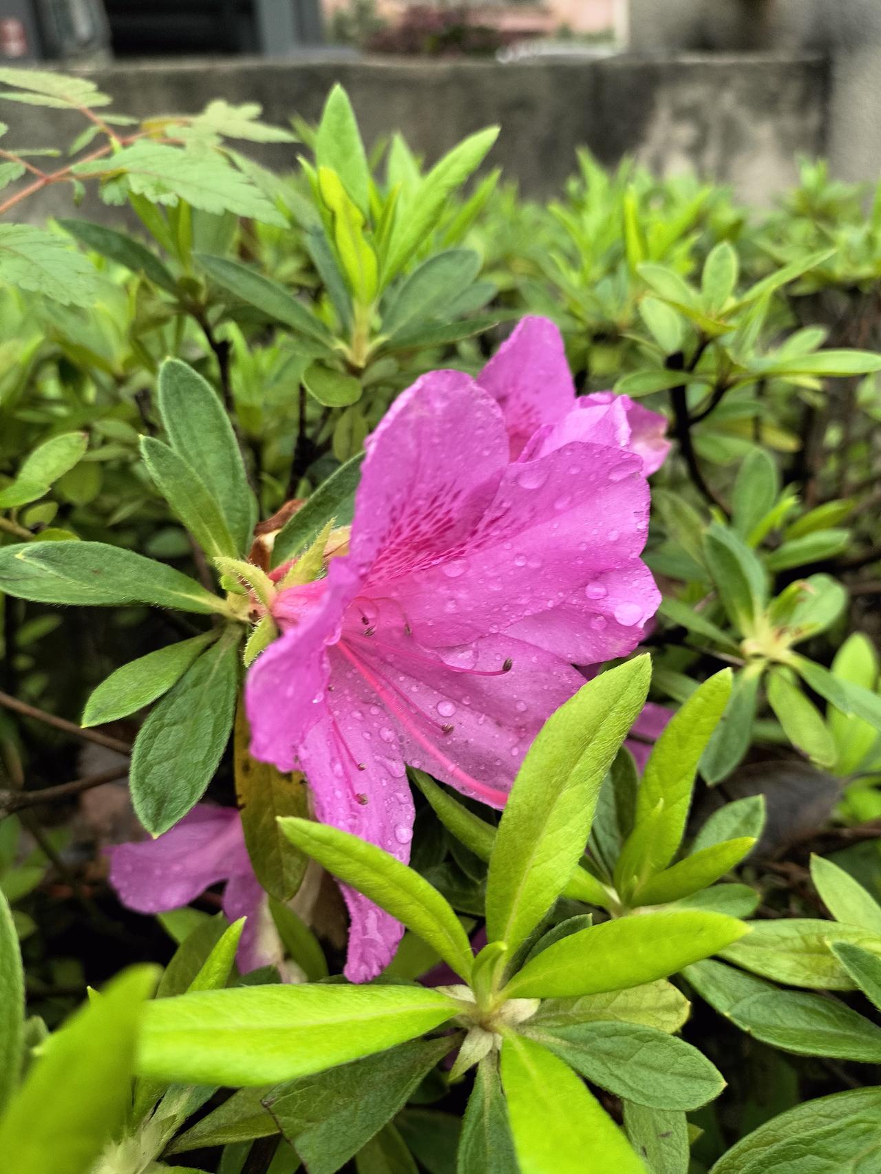 做上门女婿真的很丢人吗？在我们农村，是非常反对做上门女婿的，意味着儿子帮别人养了