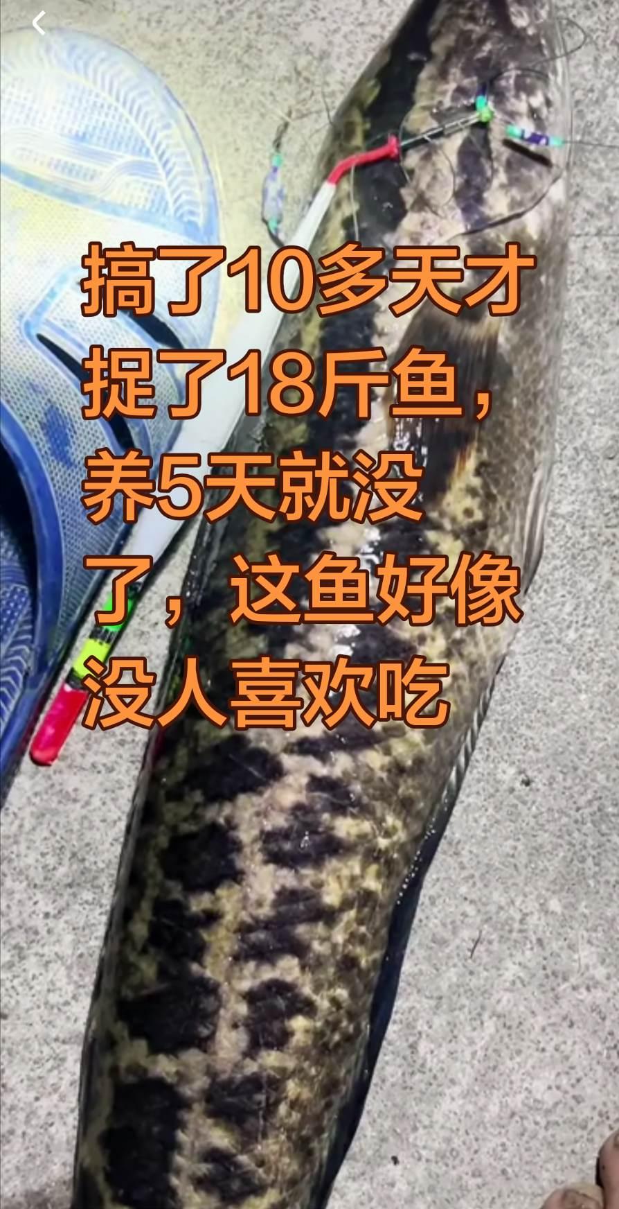 这条鱼最少有三斤多，养了5天就没了，塘角鱼，黄鳝都好好的，没问题。就这个黑鱼怎么