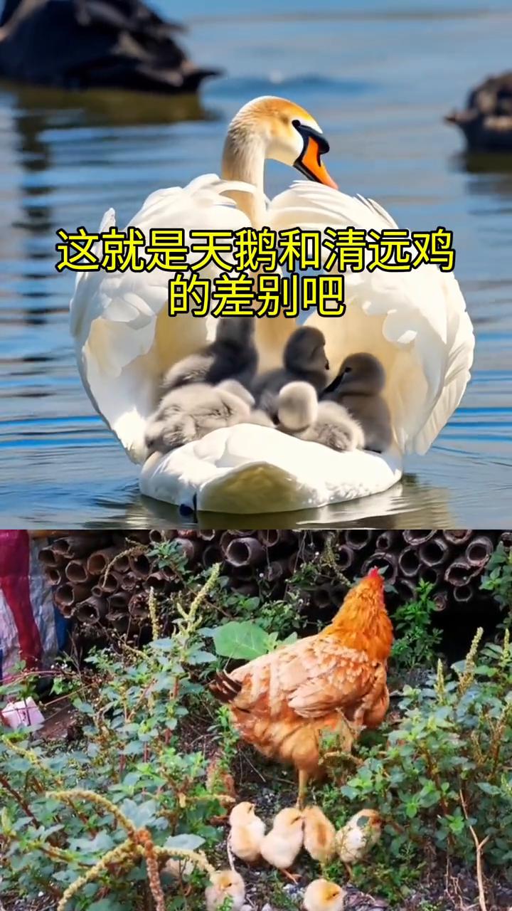 这就是天鹅和清远鸡的差别吧。
