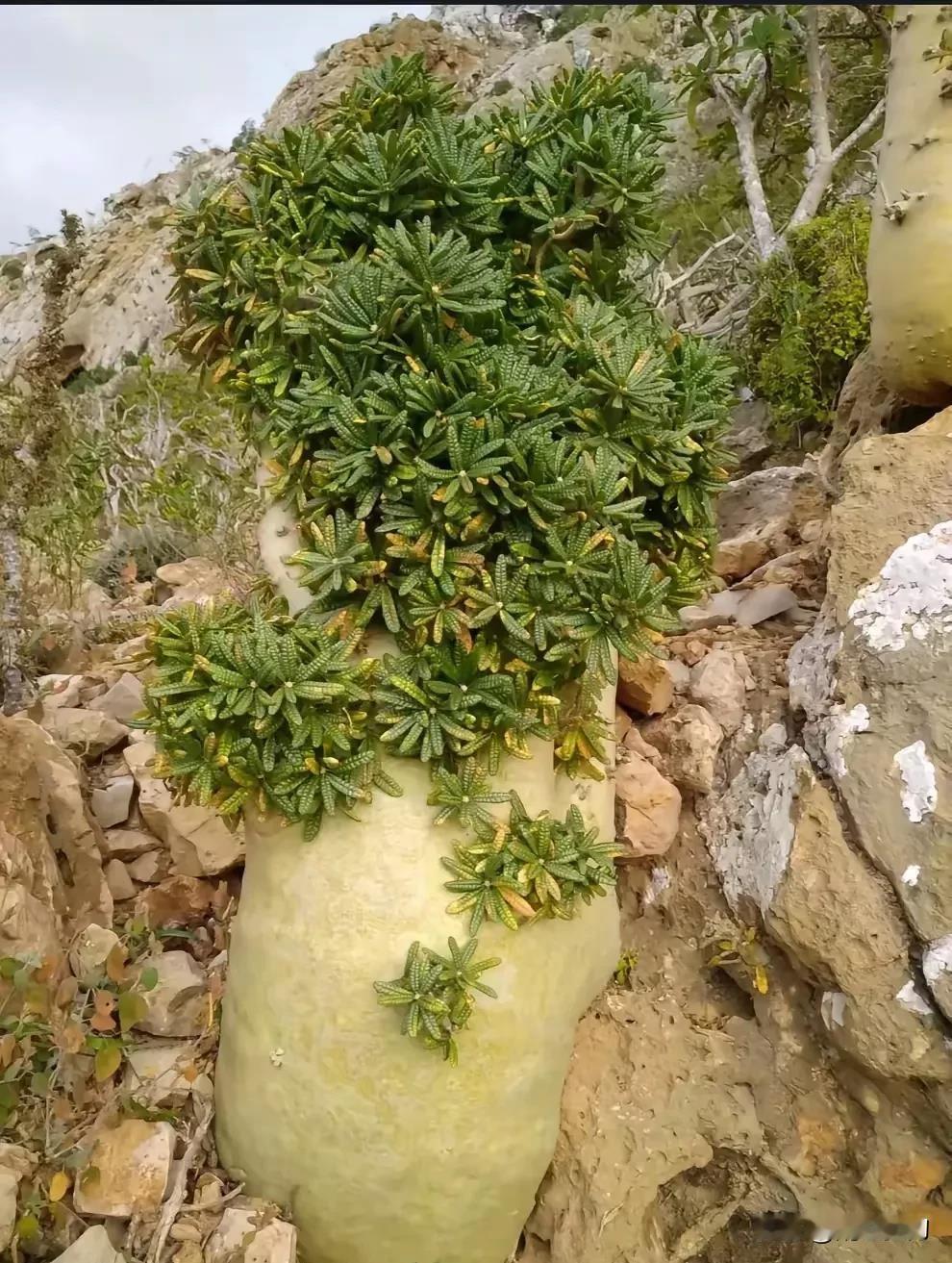 四川南充，有一名女子跟妈妈去爬山，在山顶的陡峭的悬崖边上，发现了一棵奇怪的植物，