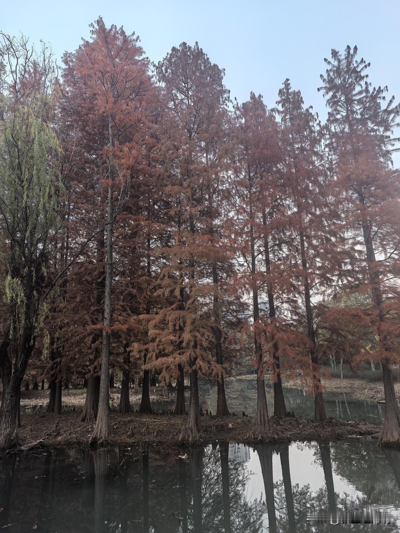 无人机又闯祸了。

这次不是飞到8000米高空，网上报道青海3人用无人机5天捕杀